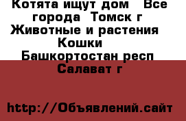 Котята ищут дом - Все города, Томск г. Животные и растения » Кошки   . Башкортостан респ.,Салават г.